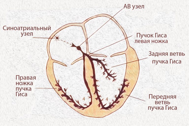 Сегменты миокарда левого желудочка схема